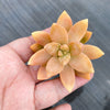 xSedeveria 'Pat's Pink' (1 x CUTTING)