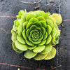 Aeonium 'Pancake' (1 x CUTTING)