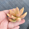 xSedeveria 'Pat's Pink' (1 x CUTTING)
