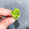 Sedum makinoi 'Tundra Tornado' ( 2x CUTTINGS )