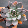 Echeveria peacockii x setosa var. secunda