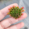 Echeveria 'Bella var. bella'