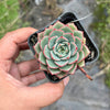 Echeveria 'Hepburn' (SIZE S)