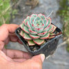 Echeveria 'Hepburn' (SIZE S)