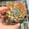 Echeveria 'Hepburn' (SIZE S)