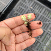 Crassula 'Pastel' ( C. Tom Thumb variegated)(XXS)