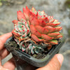 Echeveria 'Hepburn' (SIZE S)