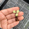 Crassula 'Pastel' ( C. Tom Thumb variegated)(XXS)