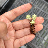 Crassula 'Pastel' ( C. Tom Thumb variegated)(XXS)