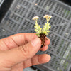 Crassula 'Pastel' ( C. Tom Thumb variegated)(XXS)