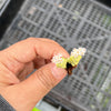Crassula 'Pastel' ( C. Tom Thumb variegated)(XXS)