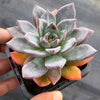 Echeveria peacockii x setosa var. secunda