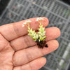 Crassula 'Pastel' ( C. Tom Thumb variegated)(XXS)