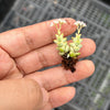 Crassula 'Pastel' ( C. Tom Thumb variegated)(XXS)