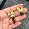 Crassula 'Pastel' ( C. Tom Thumb variegated)(XXS)