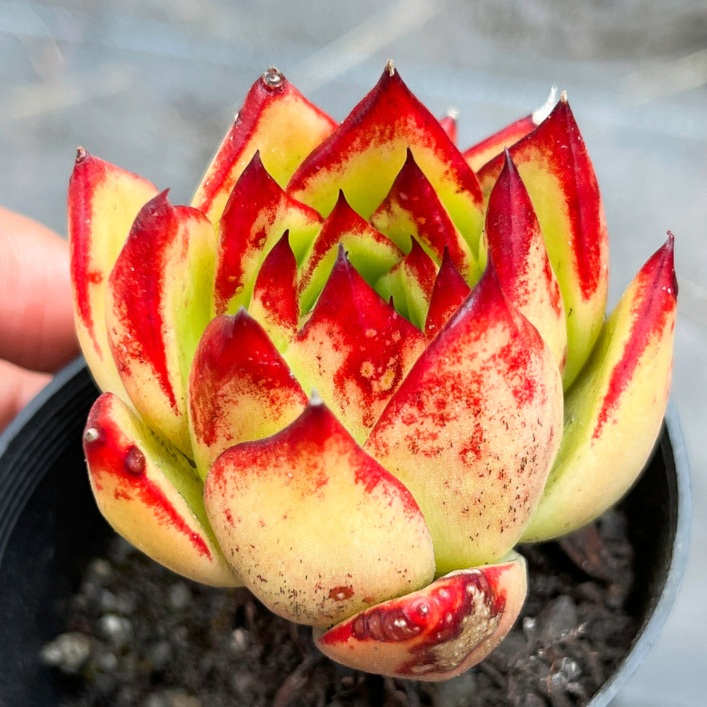Echeveria agavoides 'Lipstick'