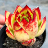 Echeveria agavoides 'Lipstick'