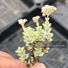 Crassula 'Baby Necklace' (2 x. CUTTINGS)