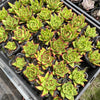 Echeveria agavoides 'Lipstick'