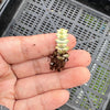 Crassula 'FANTASY' - C. Baby Necklace Variegated (XXS)