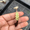 Crassula 'FANTASY' - C. Baby Necklace Variegated (XXS)