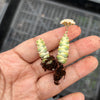 Crassula 'FANTASY' - C. Baby Necklace Variegated (XXS)