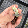 Crassula 'FANTASY' - C. Baby Necklace Variegated (XXS)