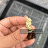 Crassula 'FANTASY' - C. Baby Necklace Variegated (XXS)