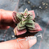 Crassula exilis ssp cooperi