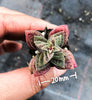 Crassula exilis ssp cooperi