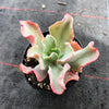 Echeveria 'Bluette'