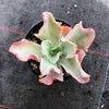 Echeveria 'Bluette'