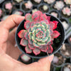 Echeveria Luna Rossa (w/pup)