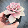 Graptopetalum 'Purple Delight'