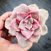 Graptopetalum 'Purple Delight'