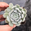 Echeveria Louise