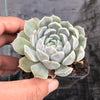 Echeveria Louise