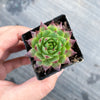Sempervivum 'Moi' (w/pup)