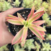 Crassula campfire variegated (has marks)