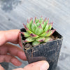 Sempervivum 'Moi' (w/pup)