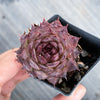 Sempervivum 'Moi' (w/pup)