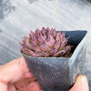Sempervivum 'Moi' (w/pup)