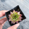 Sempervivum 'Moi' (w/pup)
