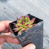 Sempervivum 'Moi' (w/pup)