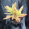 Crassula campfire variegated (has marks)