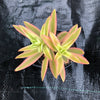 Crassula campfire variegated (has marks)