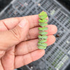 Crassula 'Baby Necklace' (2 x. CUTTINGS)