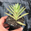 Crassula campfire variegated (has marks)