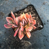 xGraptoveria 'Fred Ives' f. cristata