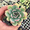 Echeveria 'Apus'